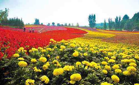 伍方會議早報(bào) 中國花卉交易會9月 中國茶鄉(xiāng)峨眉山國際茶博會明日開幕